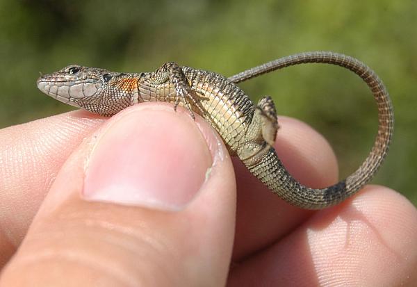 Algyroides nigropunctatus