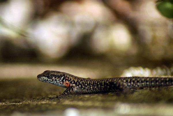 Algyroides nigropunctatus Algyroides nigropunctatus