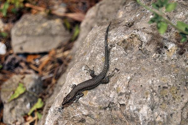 Algyroides nigropunctatus