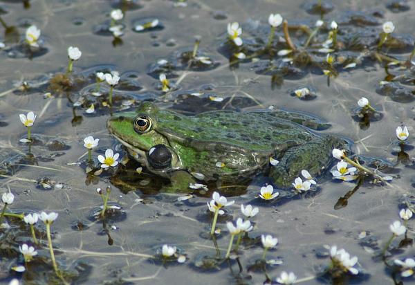 Pelophylax ridibundus