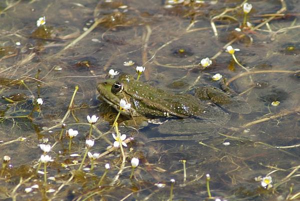 Pelophylax ridibundus