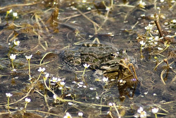 Pelophylax ridibundus