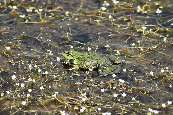 Pelophylax ridibundus