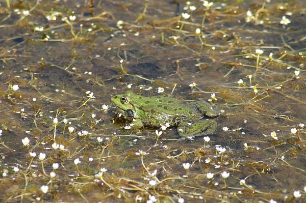 Pelophylax ridibundus