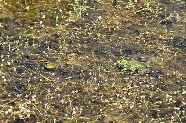 Pelophylax ridibundus