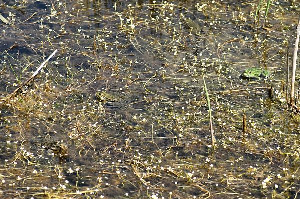 Pelophylax ridibundus