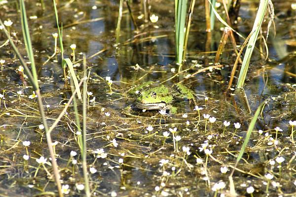 Pelophylax ridibundus