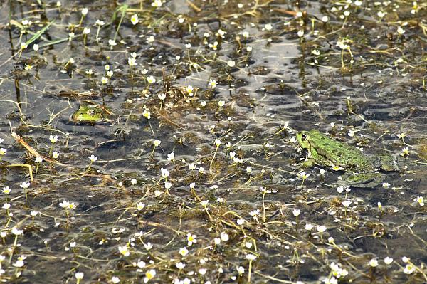 Pelophylax ridibundus