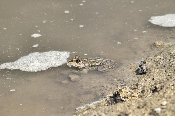 Pelophylax ridibundus