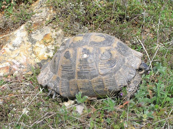 Testudo graeca