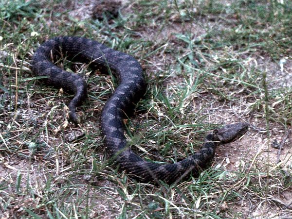 Vipera ammodytes