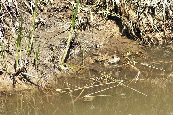 Pelophylax ridibundus