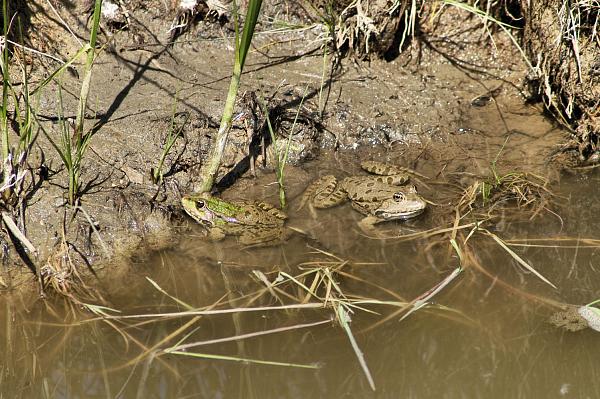 Pelophylax ridibundus