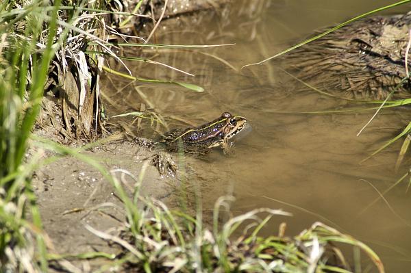 Pelophylax ridibundus