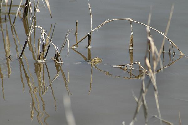 Pelophylax ridibundus