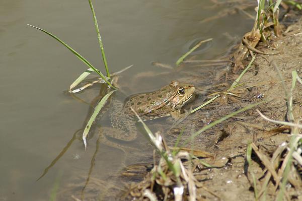 Pelophylax ridibundus