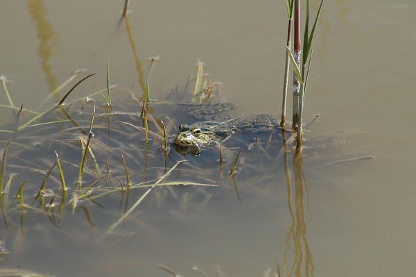 Pelophylax ridibundus