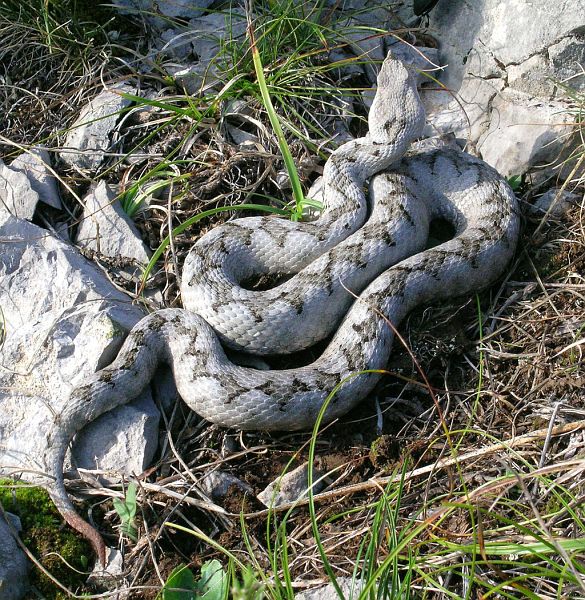 Vipera ammodytes