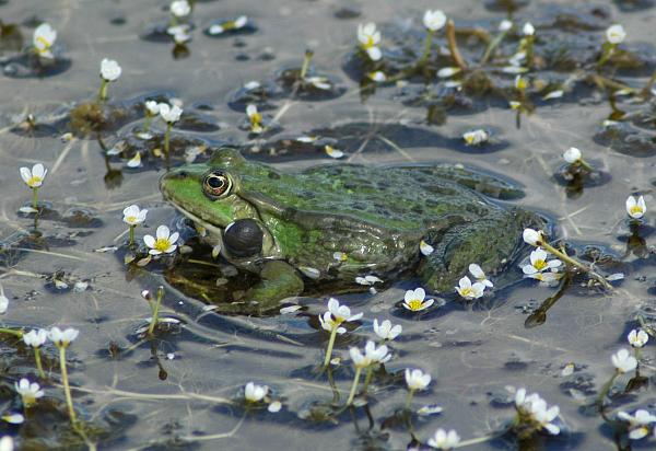 Pelophylax ridibundus