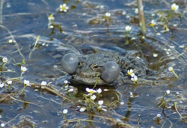 Pelophylax ridibundus