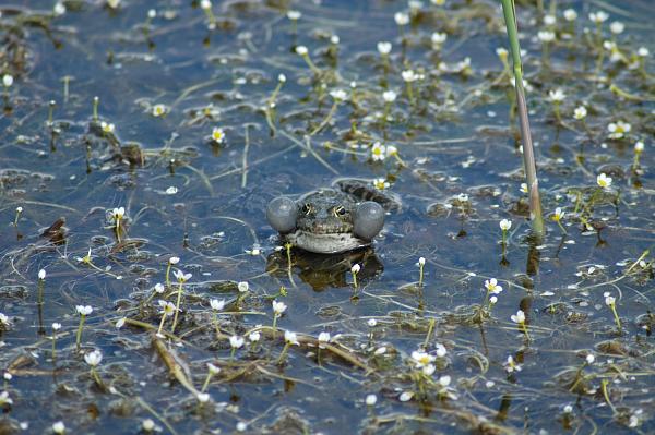 Pelophylax ridibundus