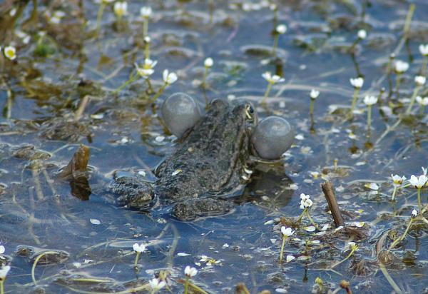 Pelophylax ridibundus