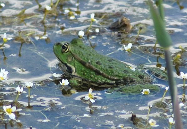 Pelophylax ridibundus