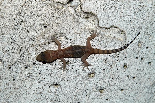 Hemidactylus turcicus