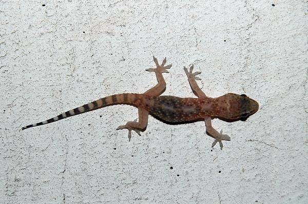 Hemidactylus turcicus