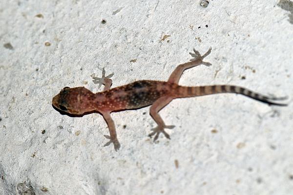 Hemidactylus turcicus