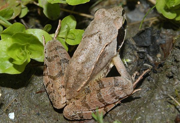 Rana dalmatina