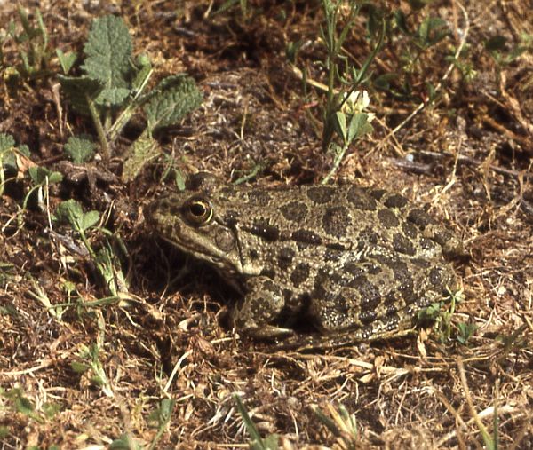 Pelophylax ridibundus