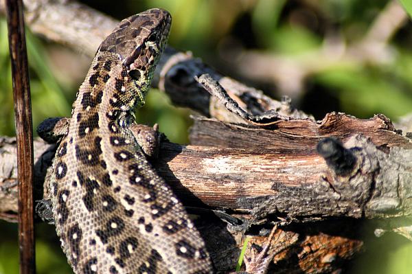 Lacerta agilis