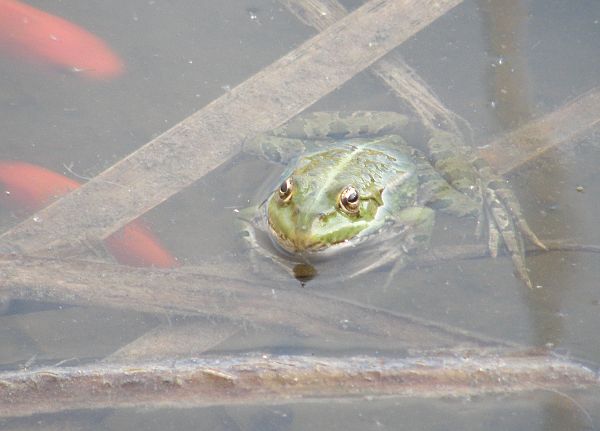 Pelophylax/Rana sp.