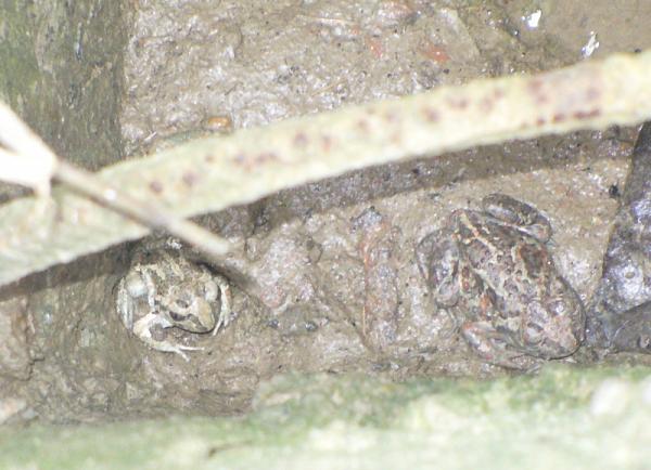 Pelobates fuscus