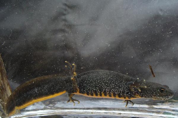 Triturus cristatus