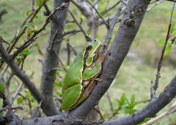 Hyla arborea