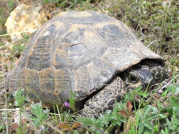 Testudo graeca