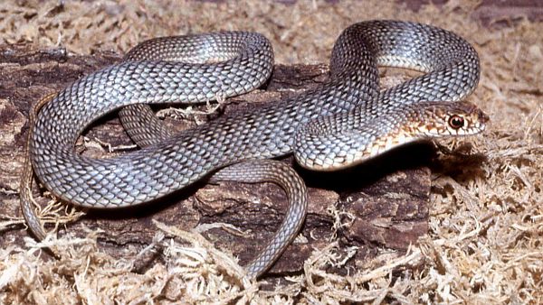 Dolichophis caspius