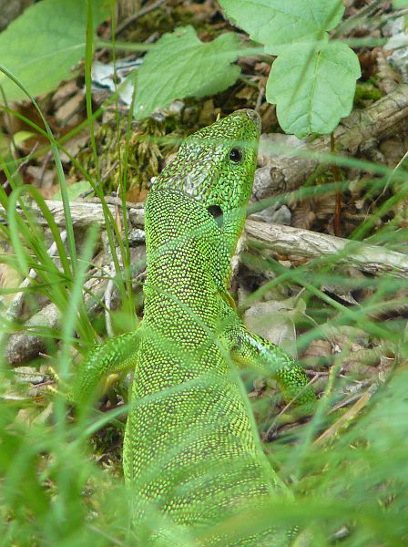 Lacerta trilineata