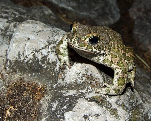 Pseudepidalea viridis