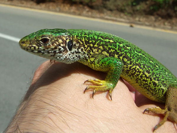 Lacerta viridis