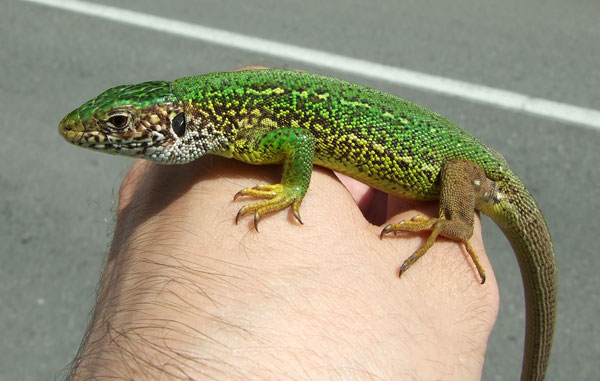 Lacerta viridis