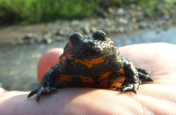 Bombina variegata