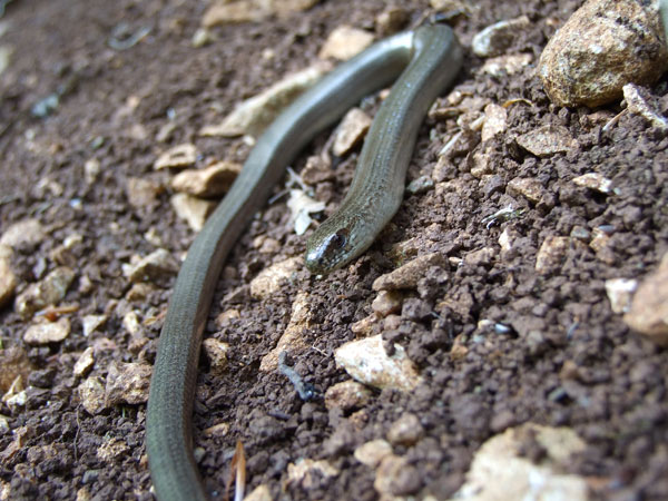 Anguis fragilis s.l.