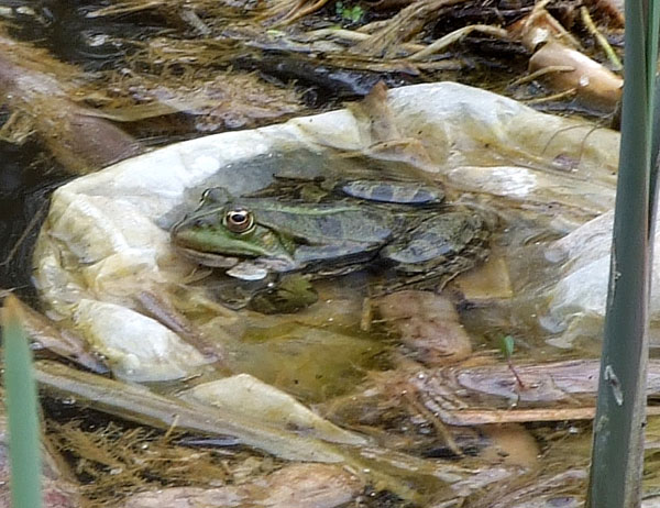 Pelophylax ridibundus