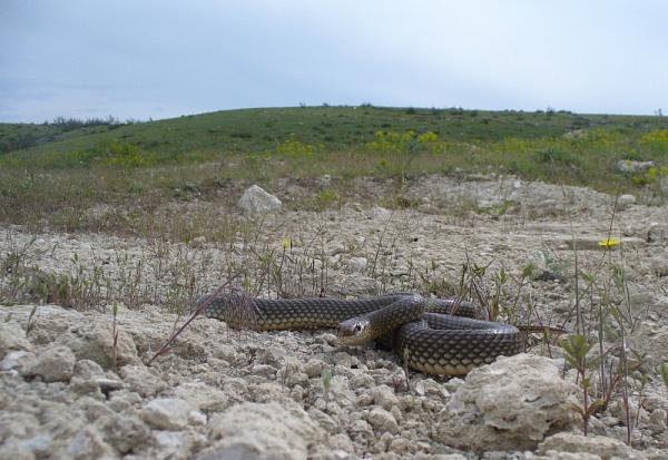 Dolichophis caspius