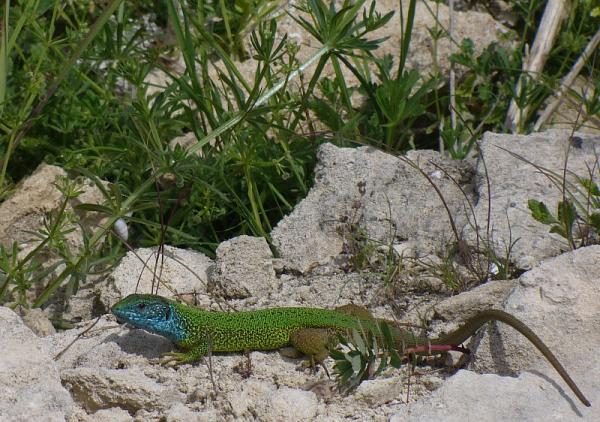 Lacerta viridis