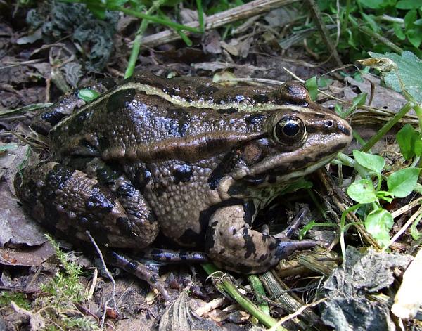 Pelophylax ridibundus