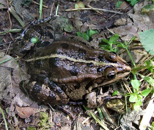 Pelophylax ridibundus